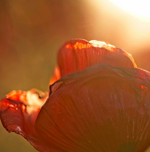 Load image into Gallery viewer, Zents - Unzented Wash