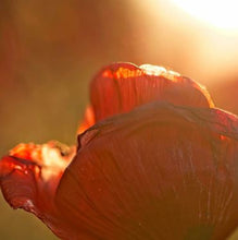 Load image into Gallery viewer, Zents - Unzented Concreta