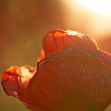 Load image into Gallery viewer, Zents - Unzented Bath Truffle